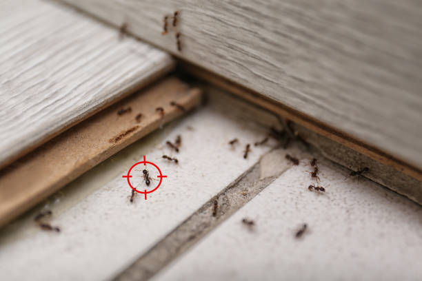 Best Affordable Pest Control Services  in Spout Springs, NC